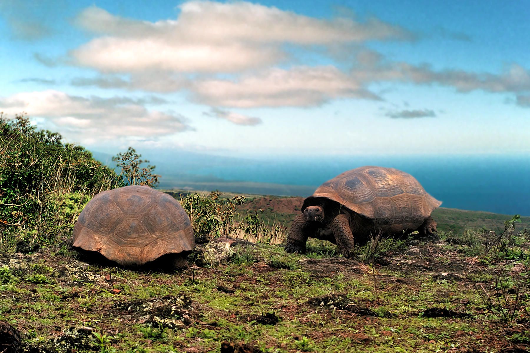 Last turtle. Эквадор Галапагосские острова. Галапагос — Эквадор черепахи. Национальный парк Галапагос Эквадор черепахи. Фауна Эквадора Галапагосские черепахи.