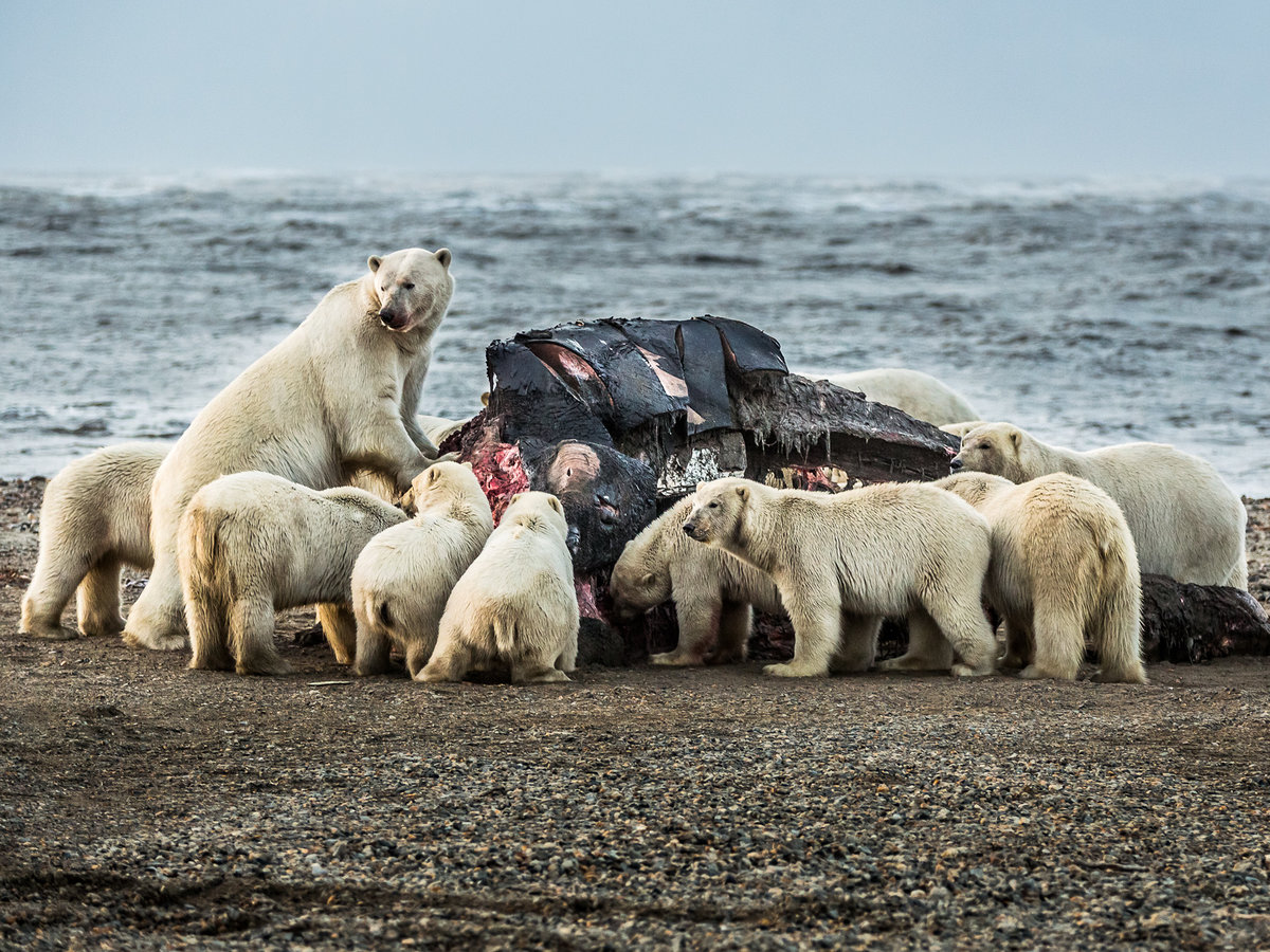 Белый медведь чукотско-Аляскинская популяция