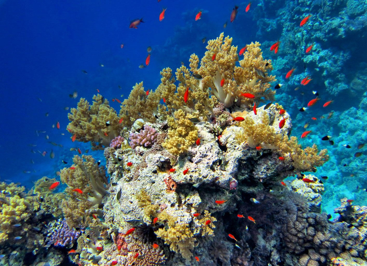 Египет риф красивые