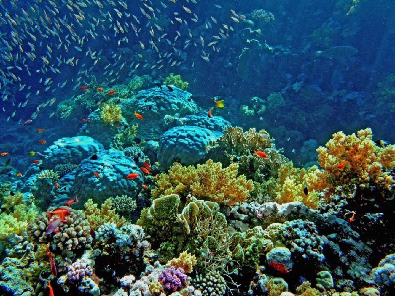 Кораллы в египте