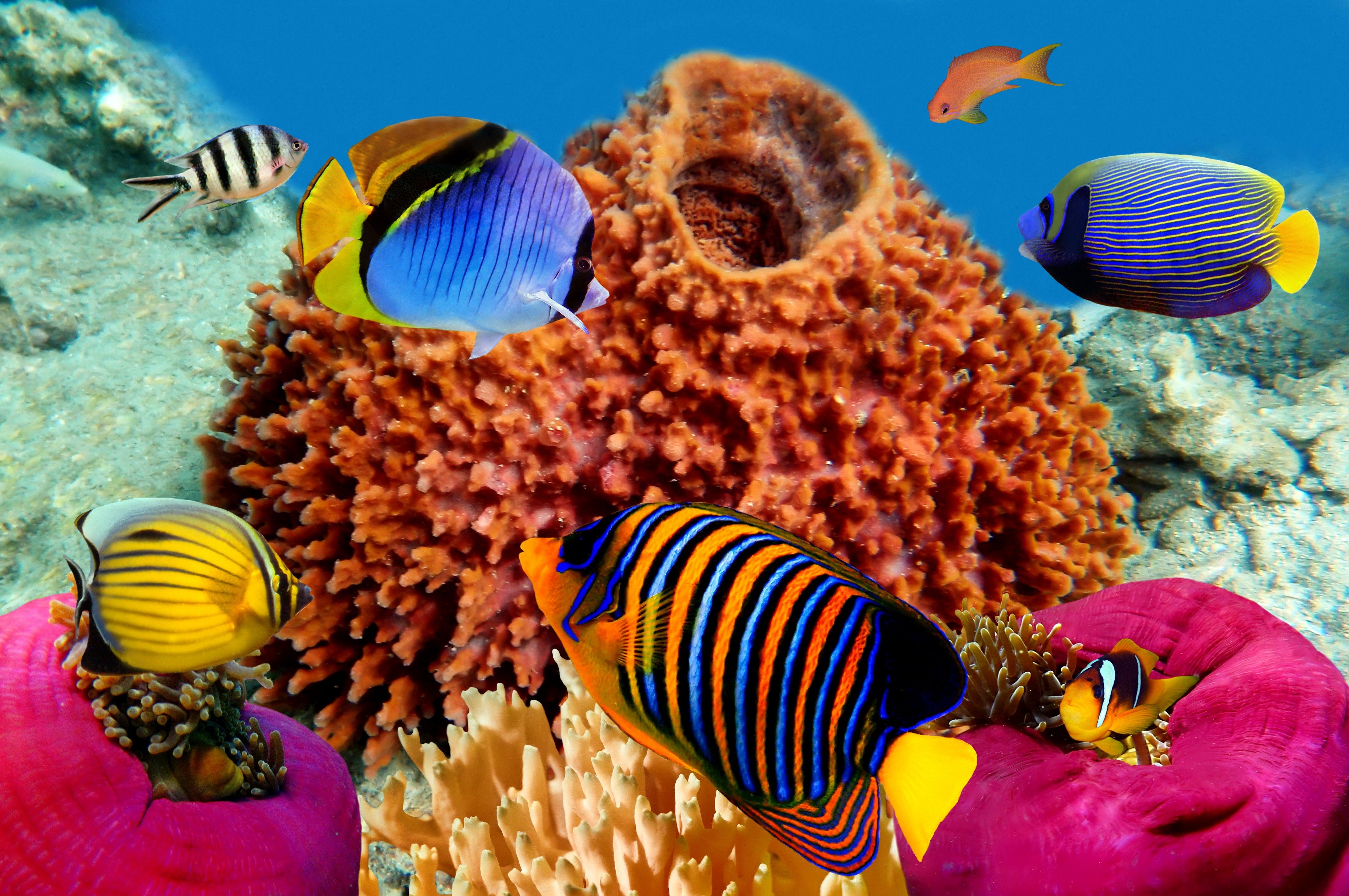 Шарм-Эль-Шейх море кораллы