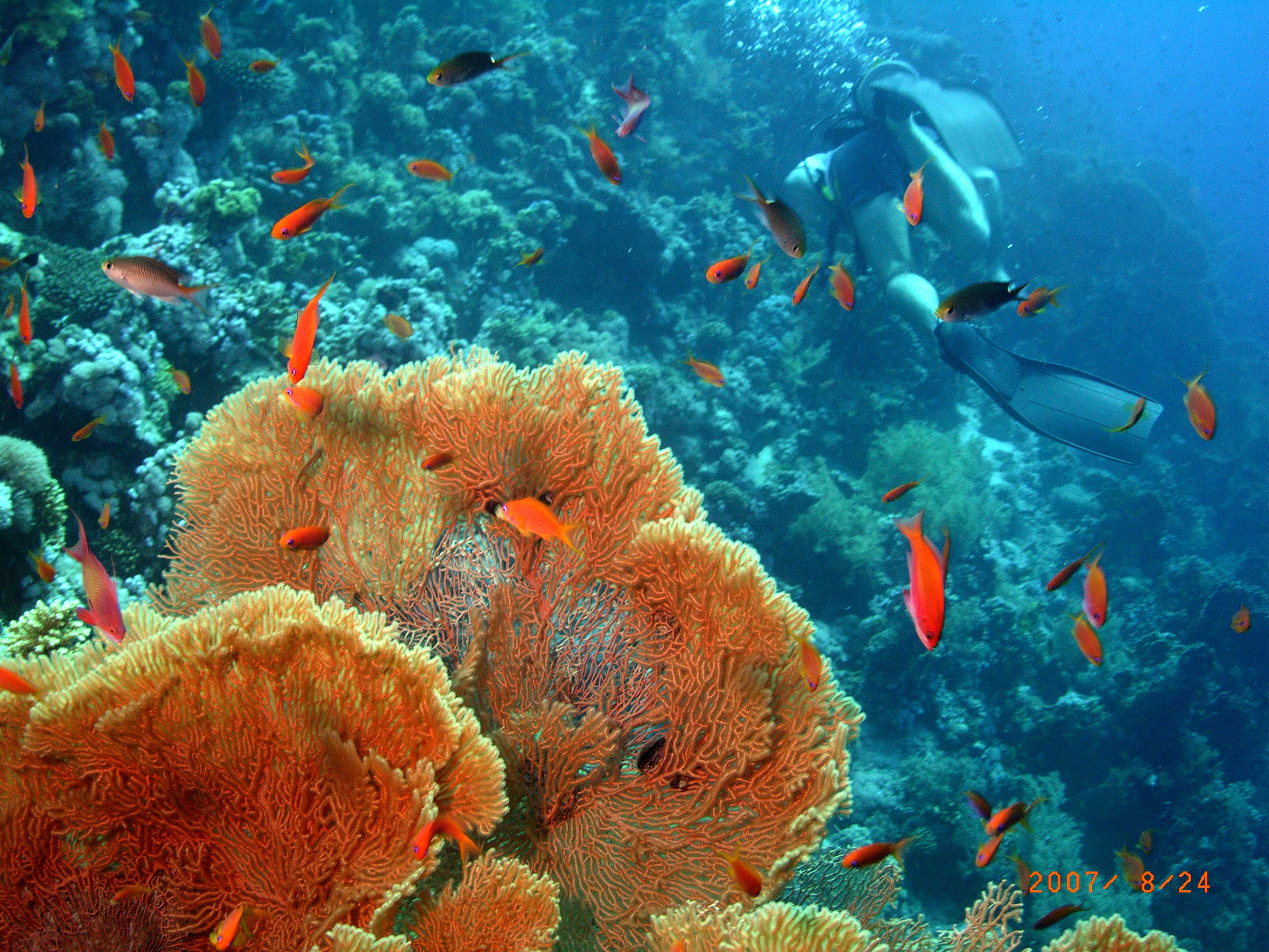 египет риф красивые