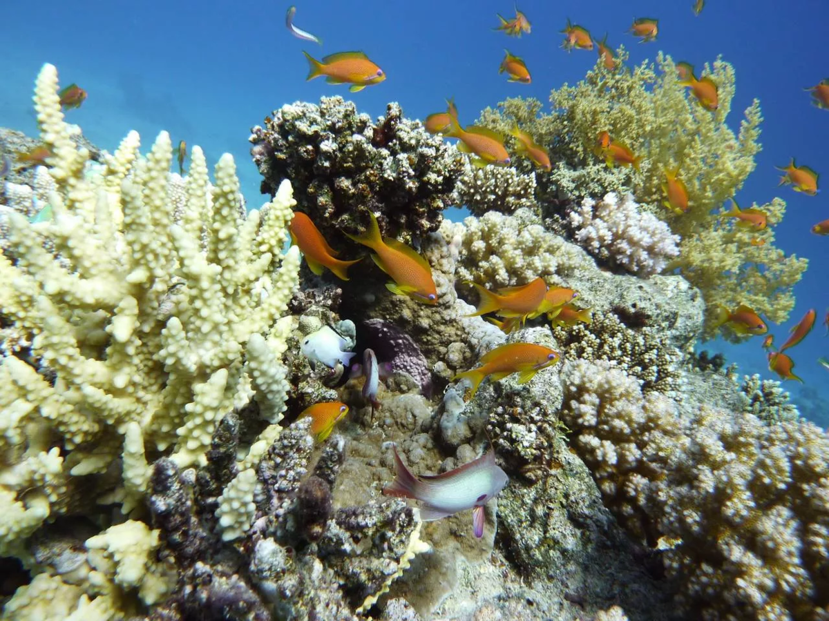 Коралловые рифы в хургаде. Коралловые рифы в шармаль Шейхе. Шармаль Шейх кораллы. Море в Египте Шарм-Эль-Шейх рифы. Красное море кораллы шармаль Шейх.