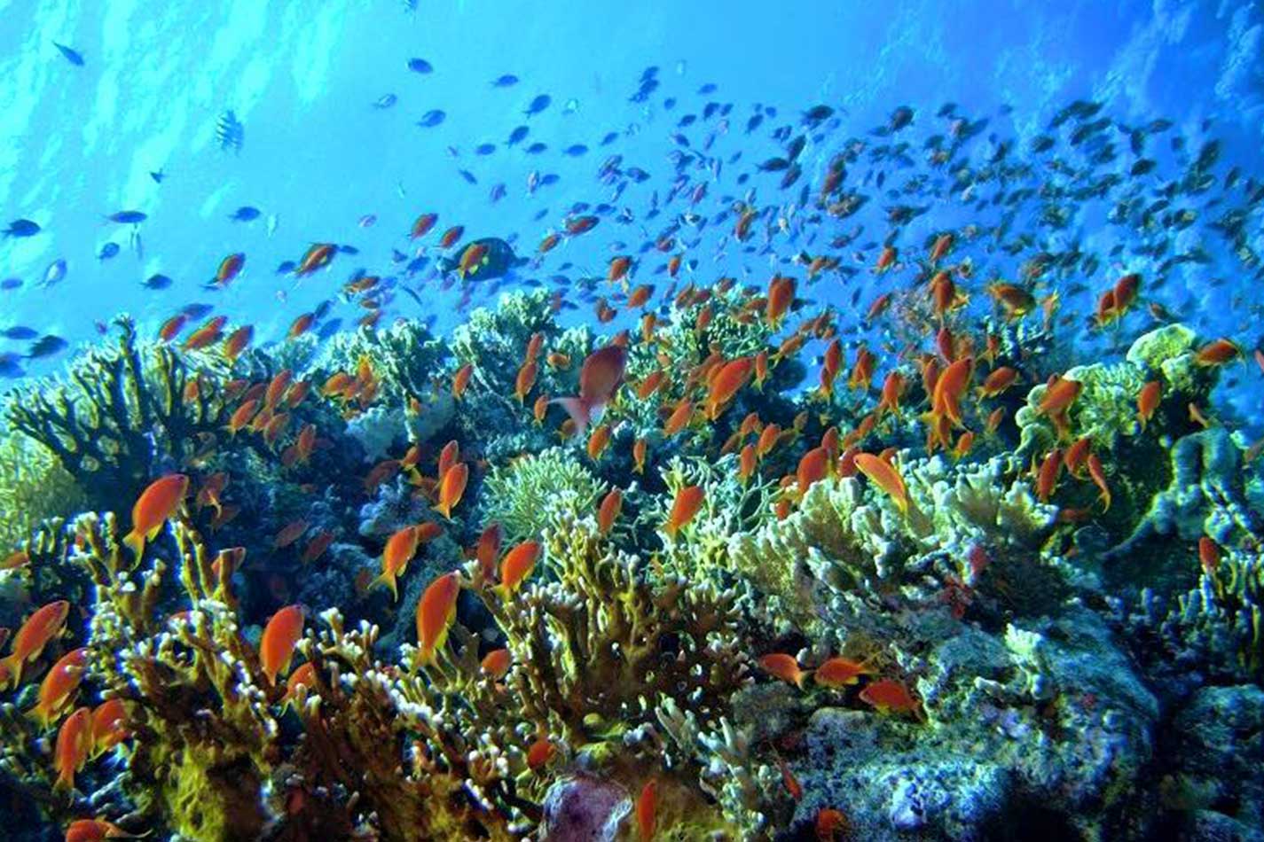 Коралловые рифы красного моря у Хургады