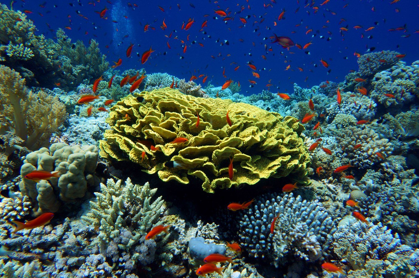 Шарм Эль Шейх s риф кораллы