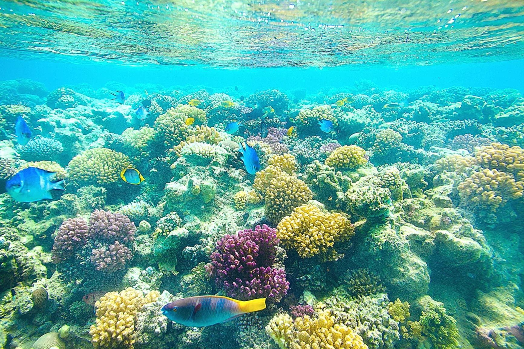 Кораллы в Египте разноцветные