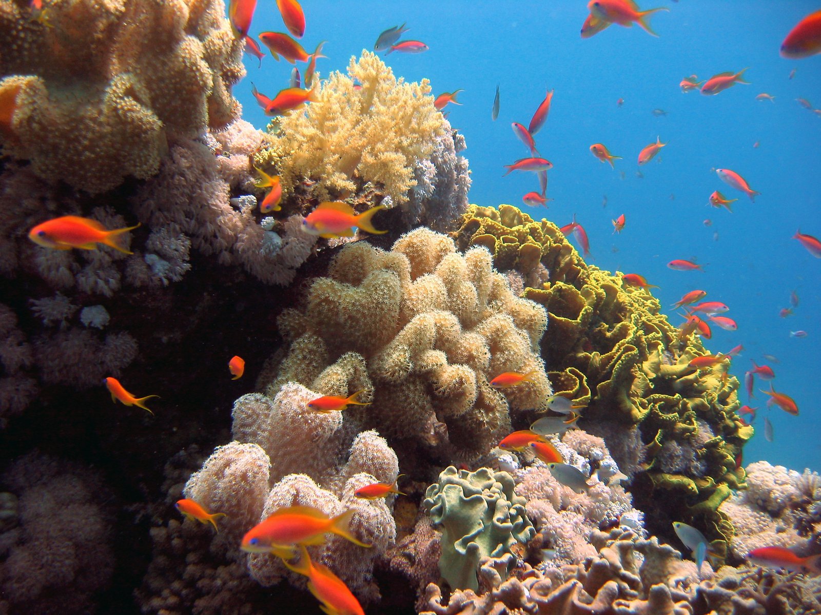 Коралловые рифы в Судане
