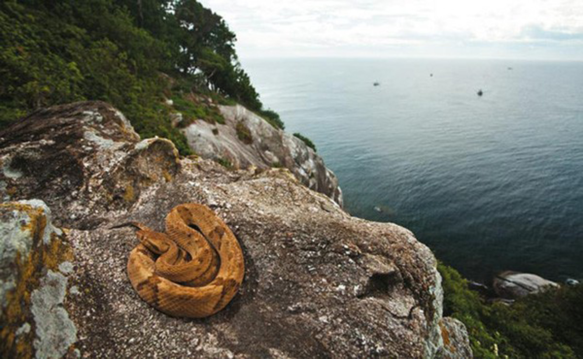 Кеймада-Гранди змеиный остров Бразилия
