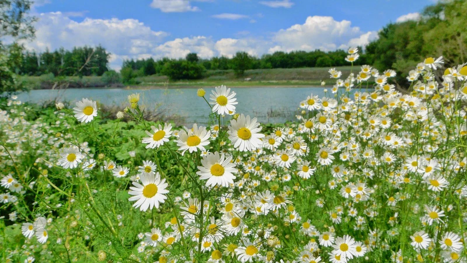 Песня где ромашка. Ромашковое поле в Нижегородской области. Поляна ромашек. Луговые цветы. Красивое лето.