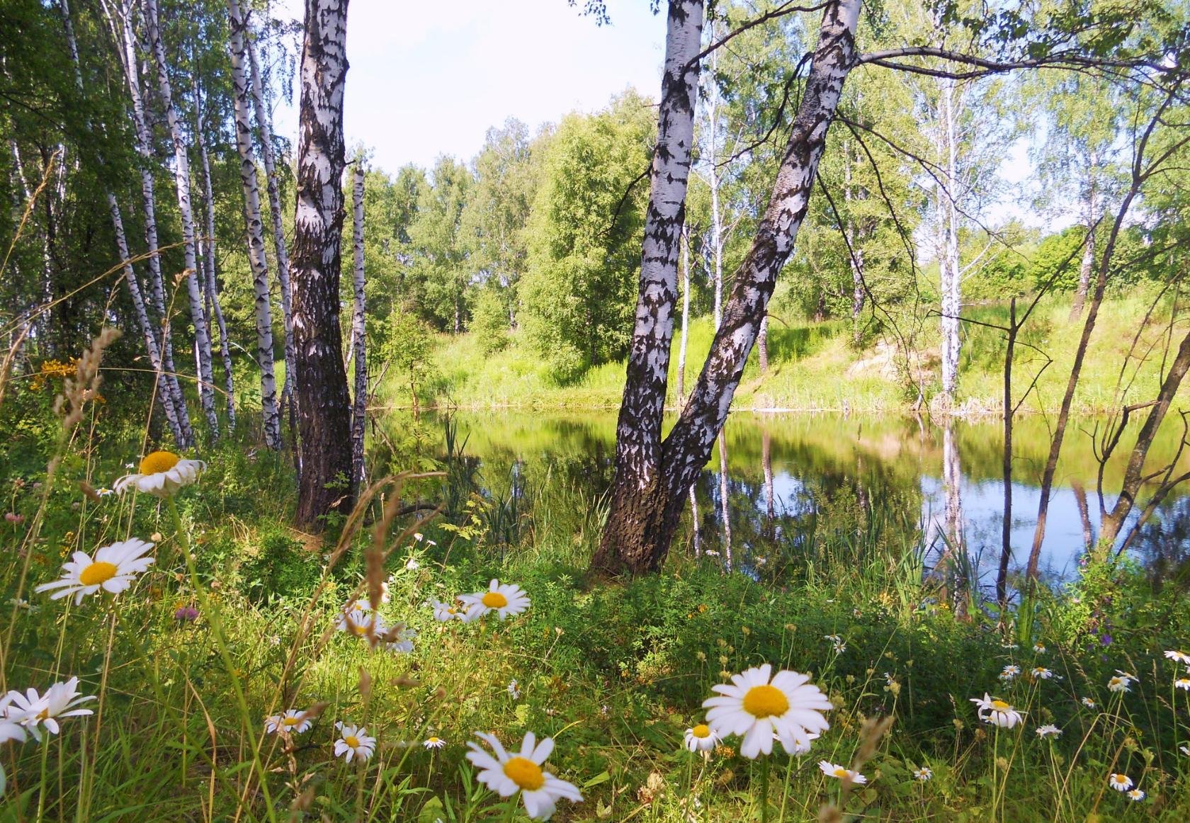 Лето в россии природа фото