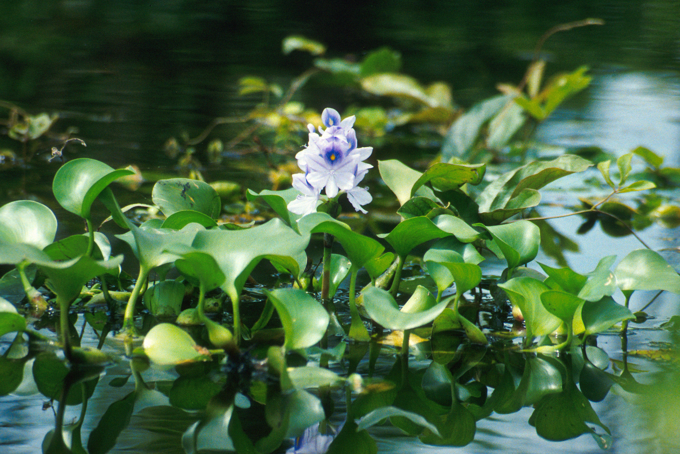 Озерные растения фото и названия
