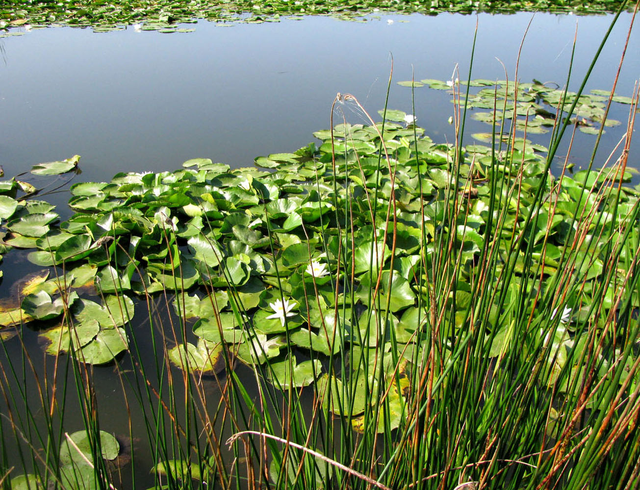 Озерные растения фото и названия