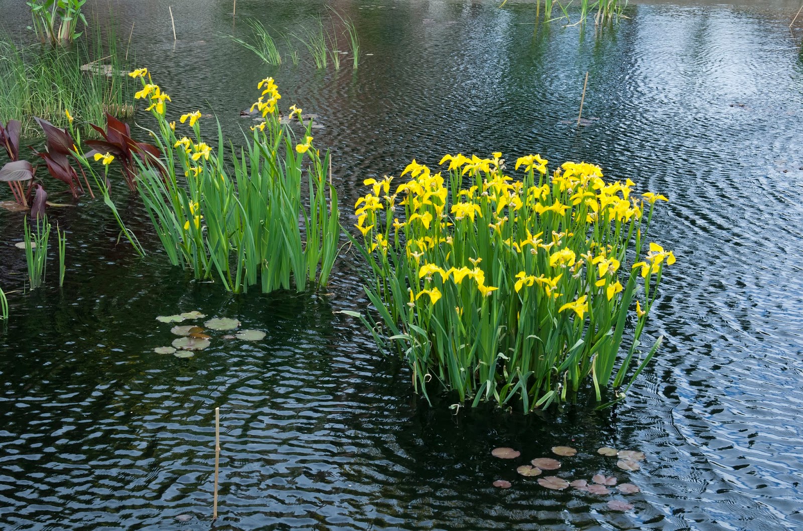 Купить цветы в озерах. Ирис болотный (аировидный). Ирис болотный аировидный желтый. Ирис ложноаировый. Ирис аировидный (Водный).