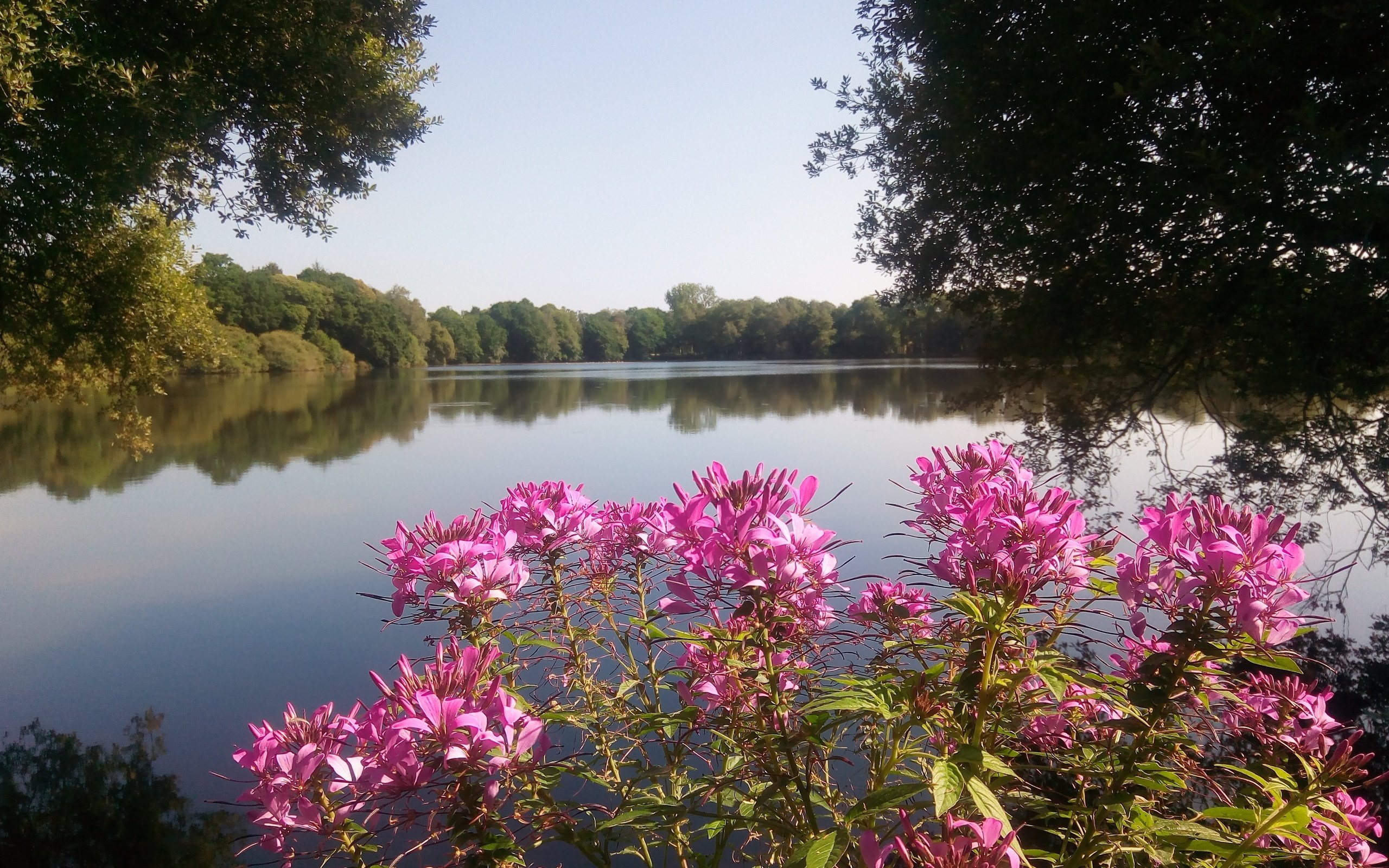 Река Березайка лето цветы