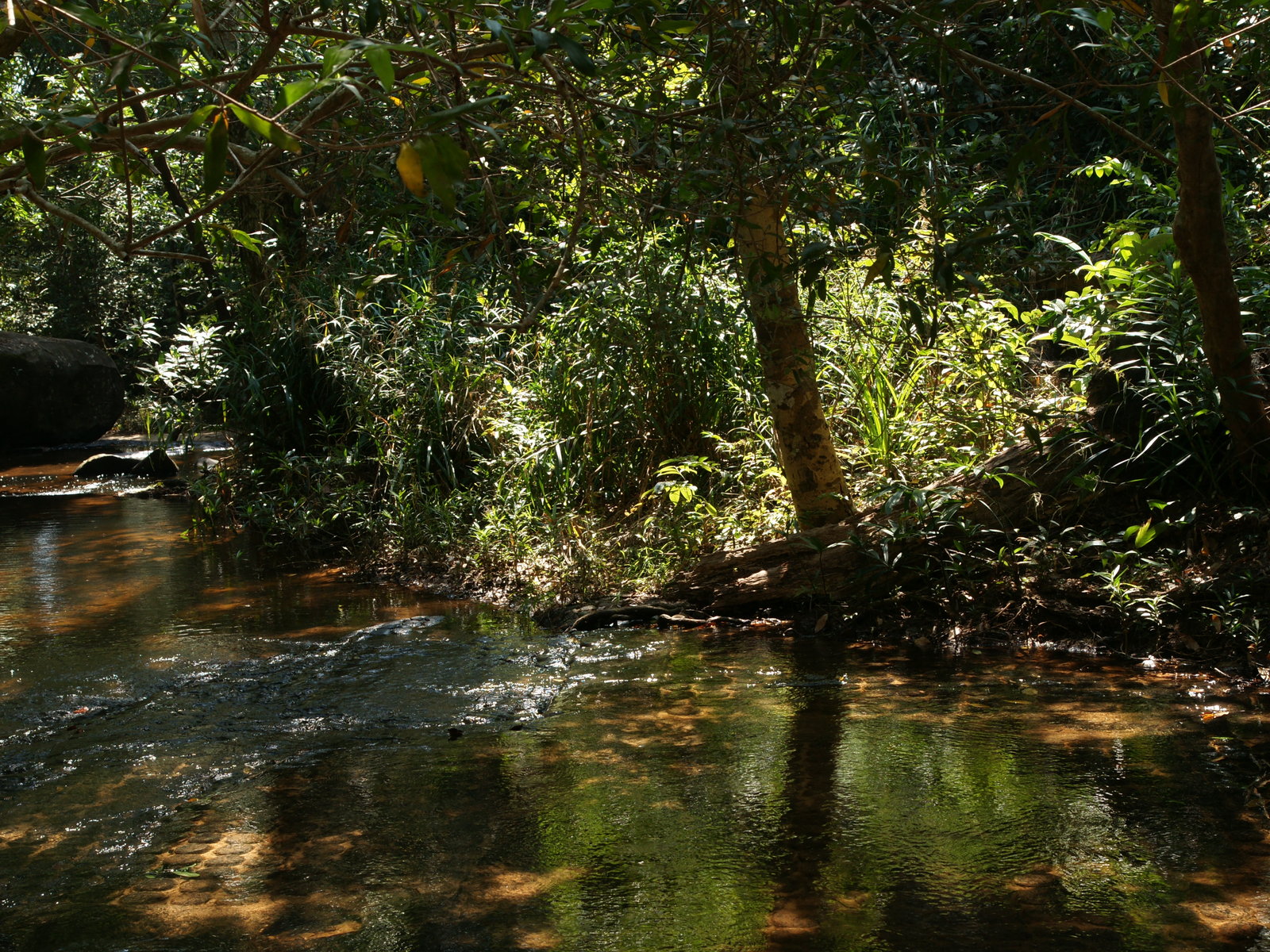 Джунгли новороссийск. Река в джунглях. Тропический лес. Источники воды в джунглях. Источник в джунглях.