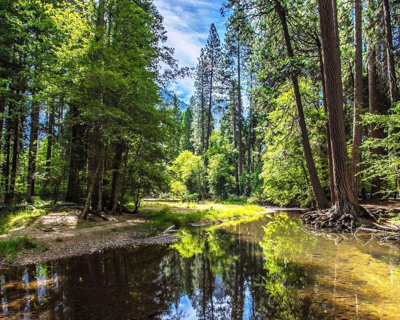 Природа в лесу реки