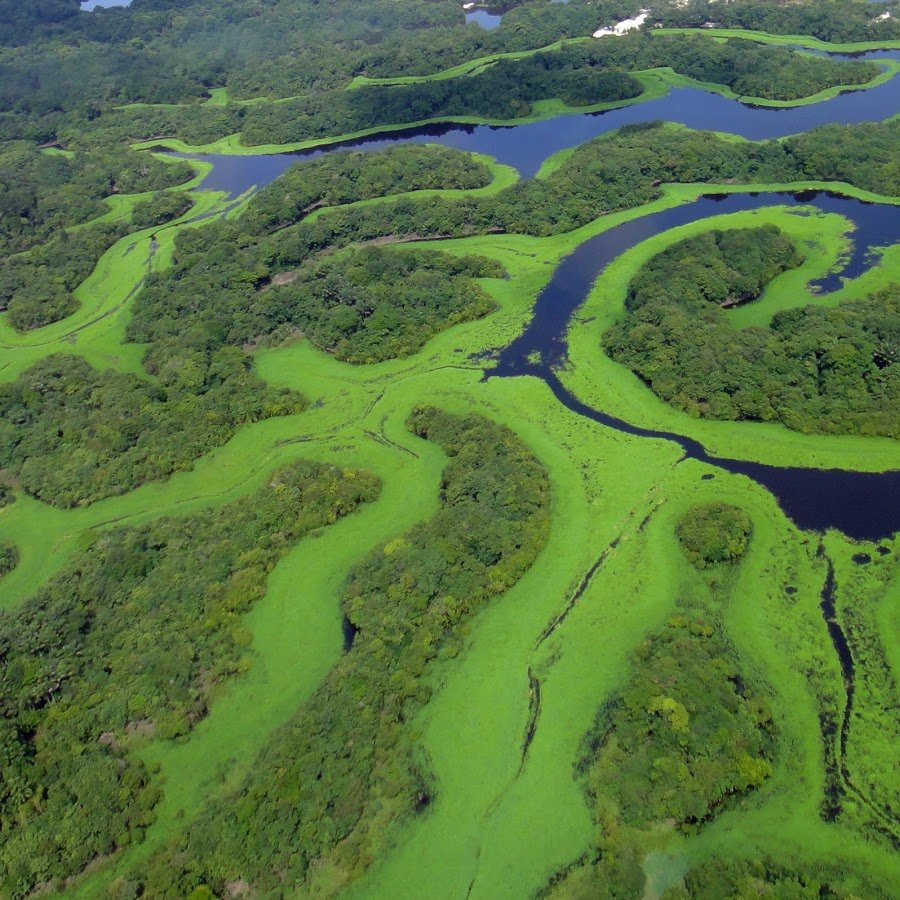 Самая полноводная река бразилии. Дельта амазонки. Исток реки Амазонка. Бразилия Амазонская низменность. Дельта реки Амазонка.