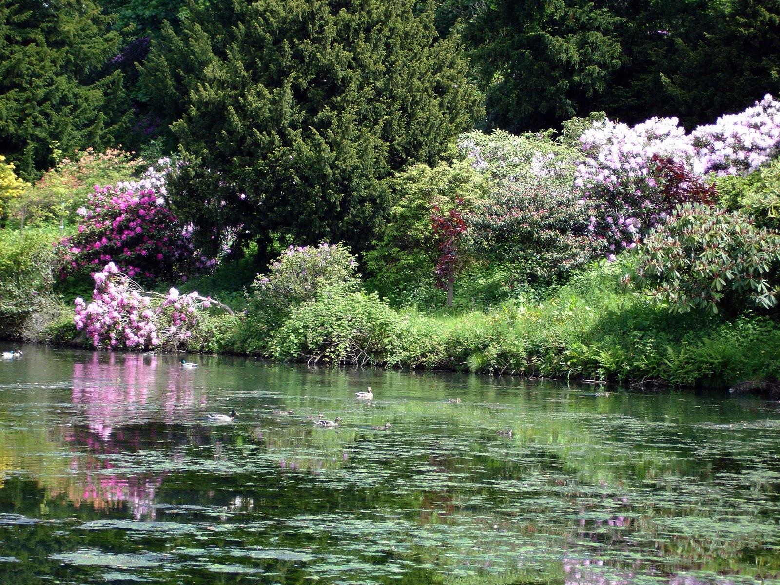 Цветущий сад на берегу реки