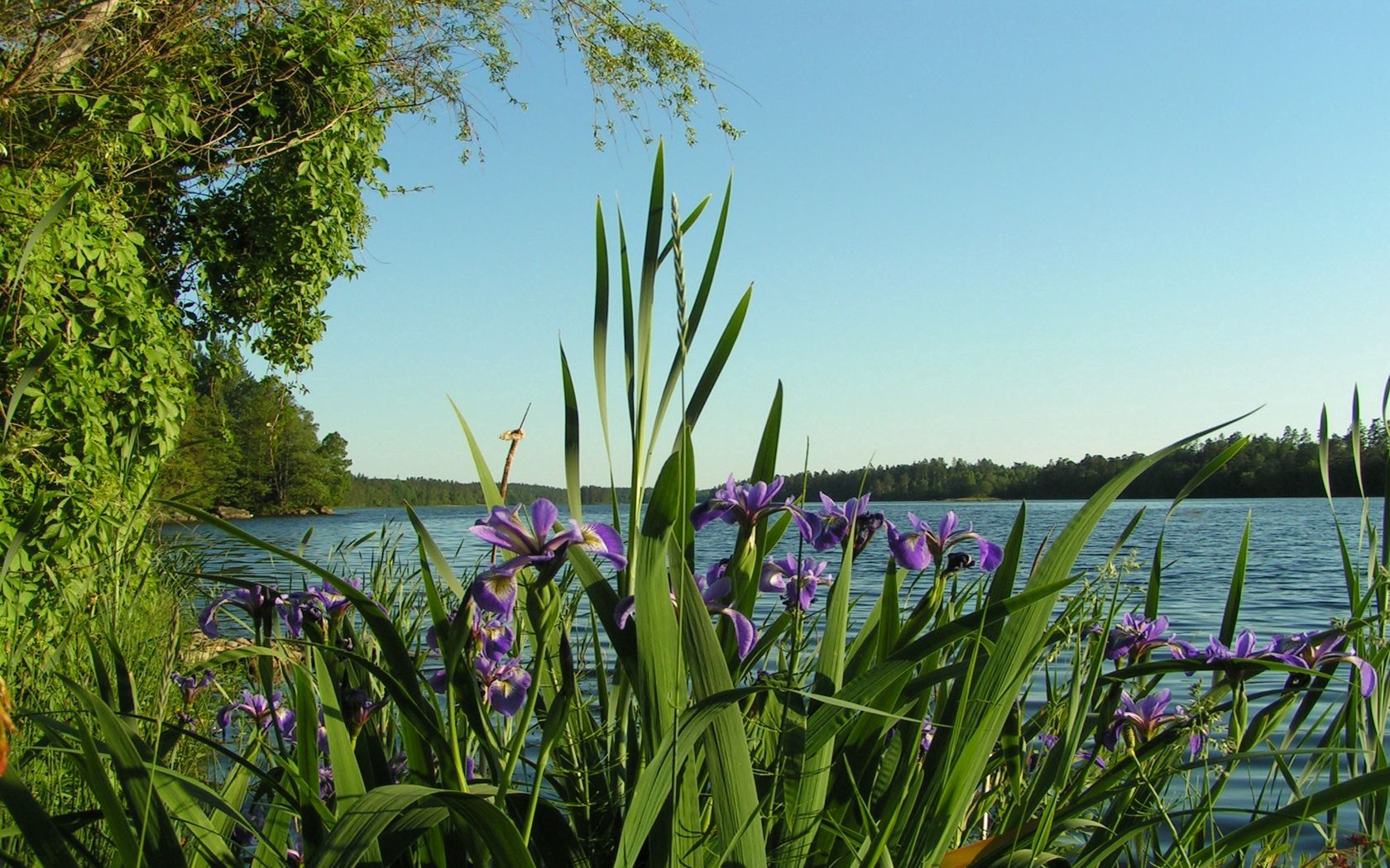 Цветы у озера