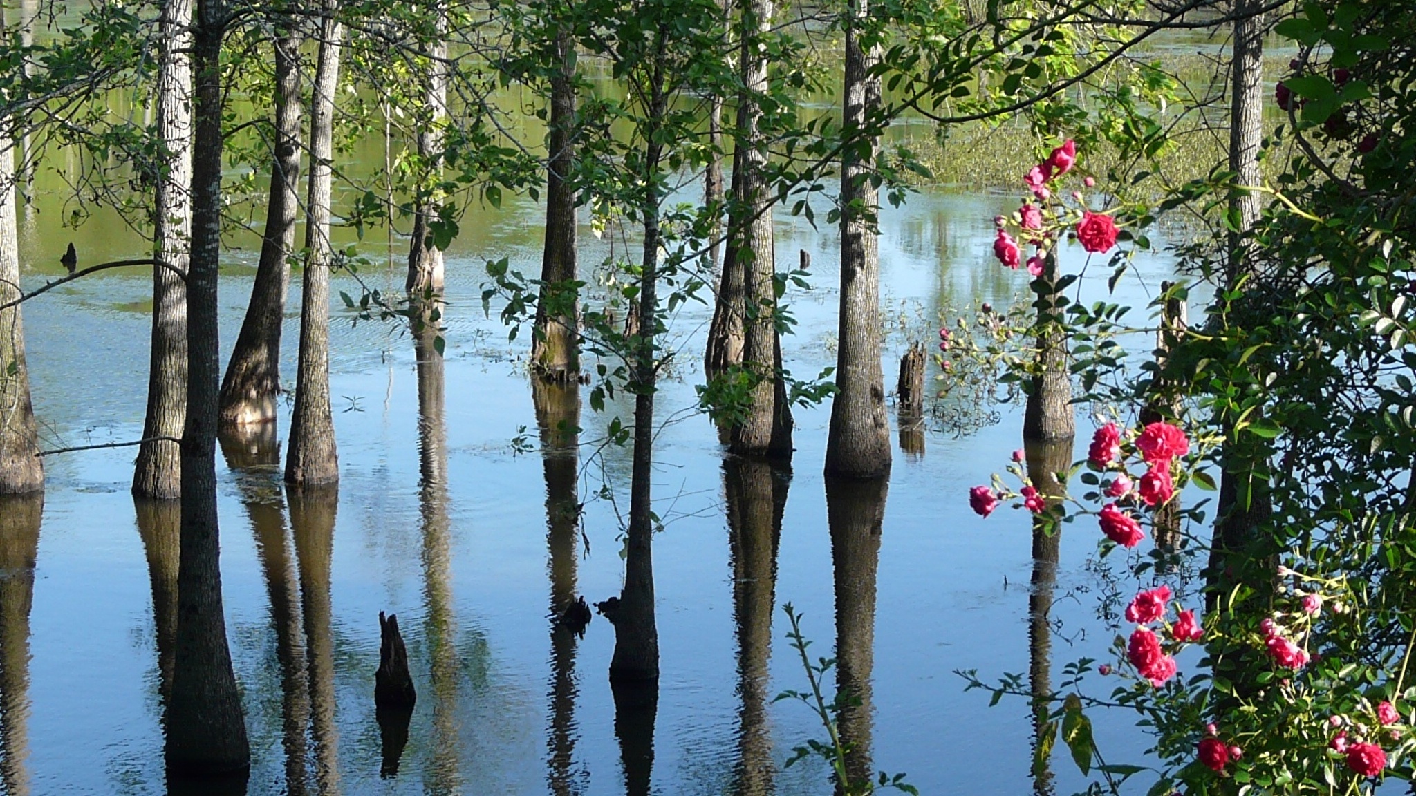 Затопленный лес в Карелии