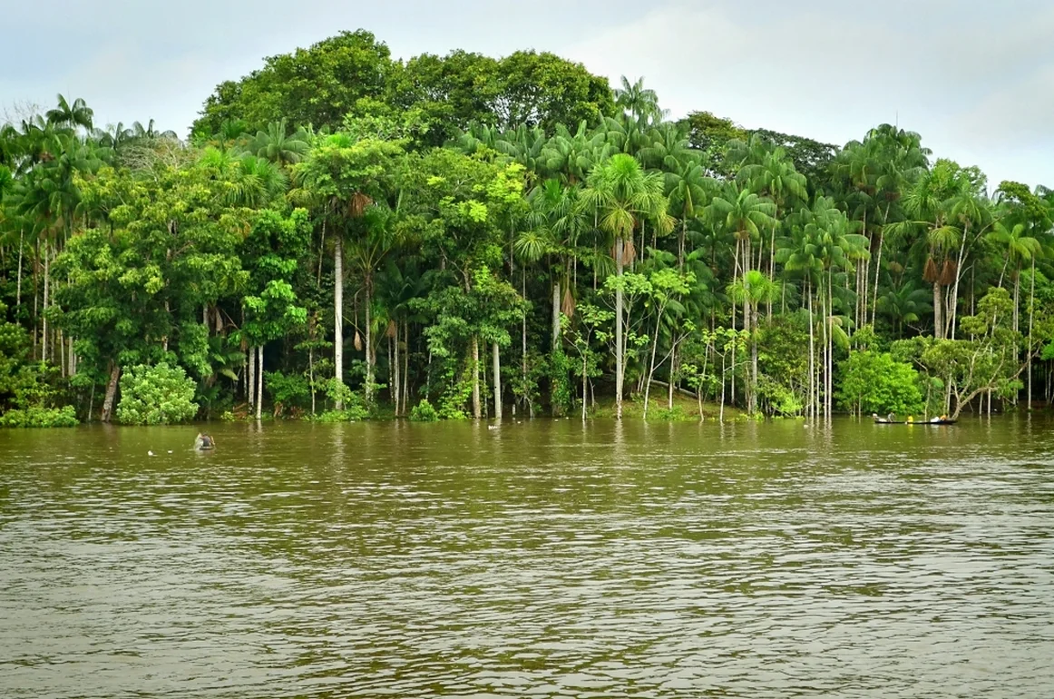 Амазонка сток. Река Амазонка в Бразилии. Южная Америка река Амазонка. Сельва амазонки Бразилия. Сельва амазонки, Южная Америка.