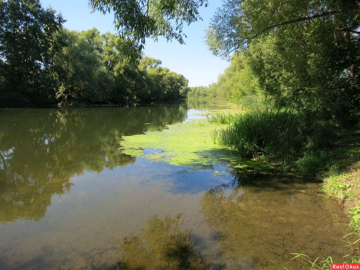 Река осётр Родники