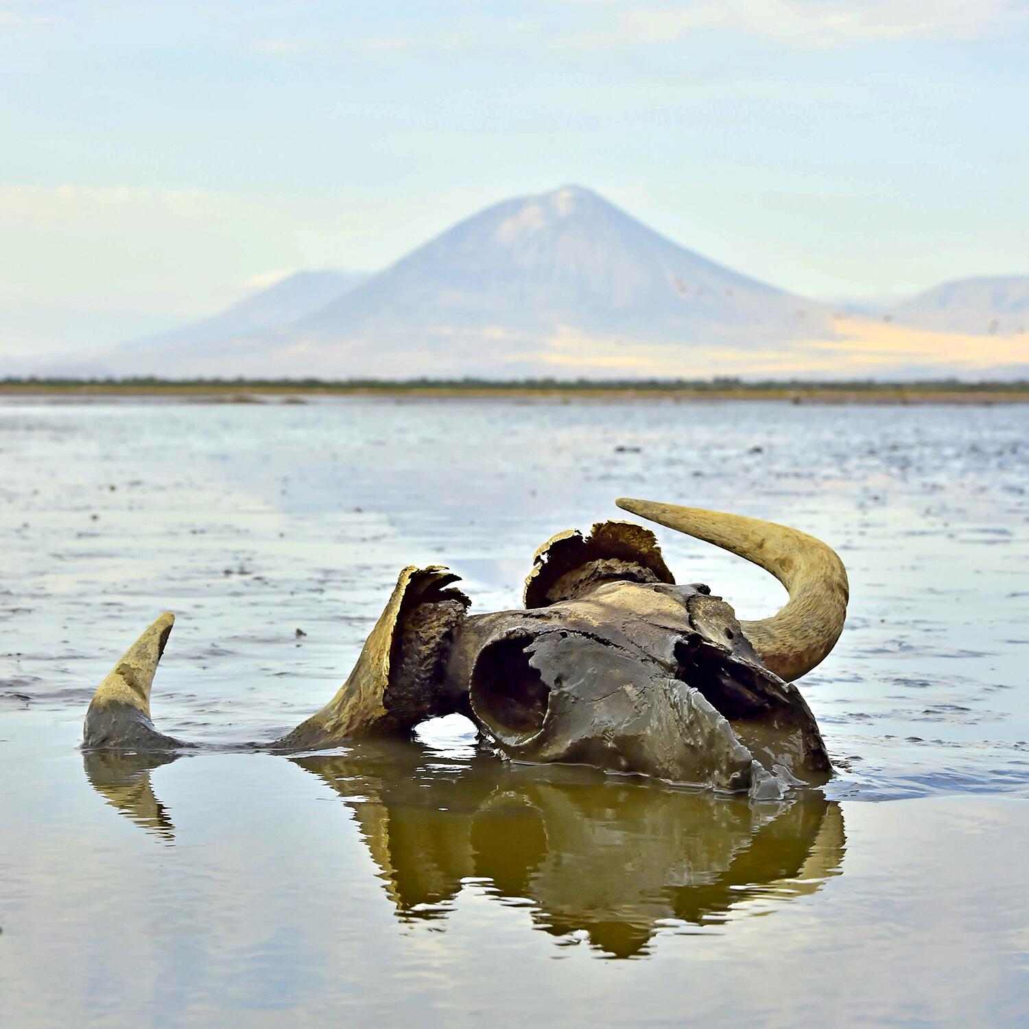 фото озеро натрон в танзании