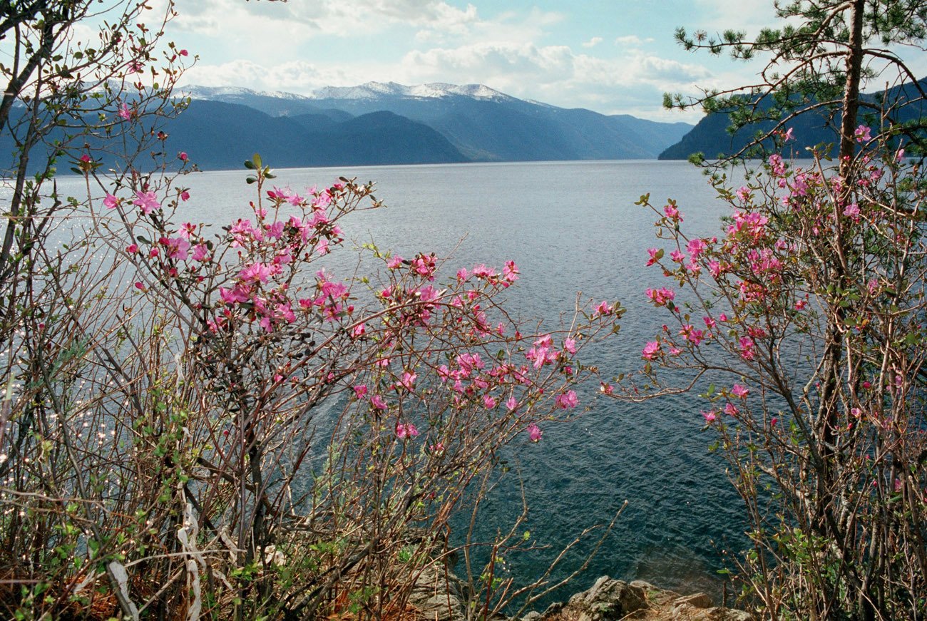Цветение маральника на Телецком озере