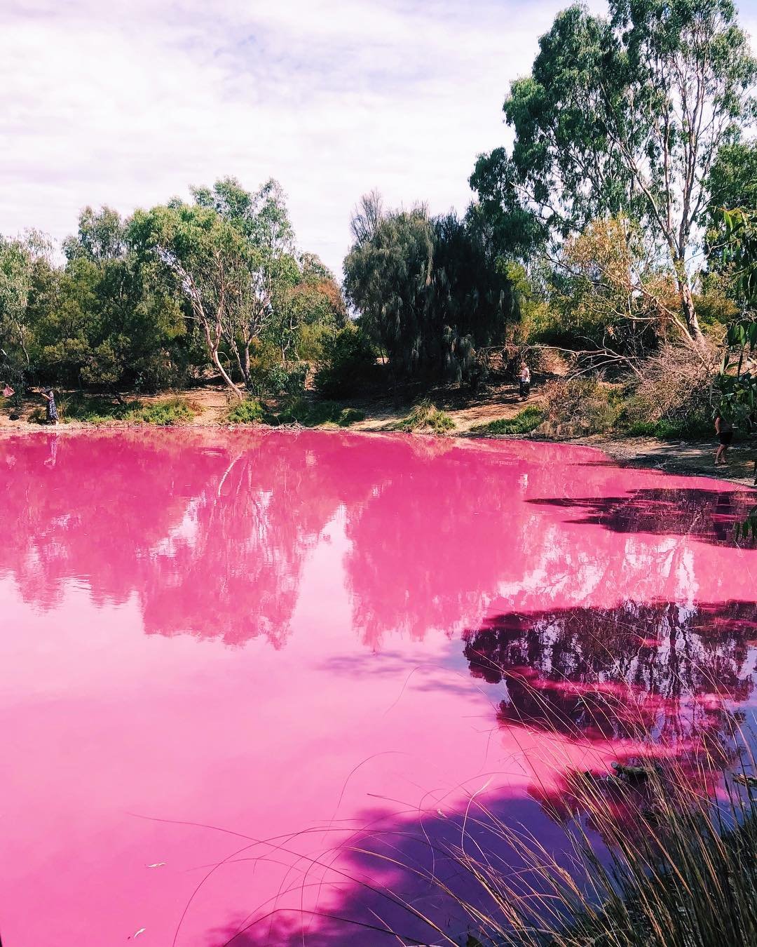 Австралия достопримечательности розовое озеро