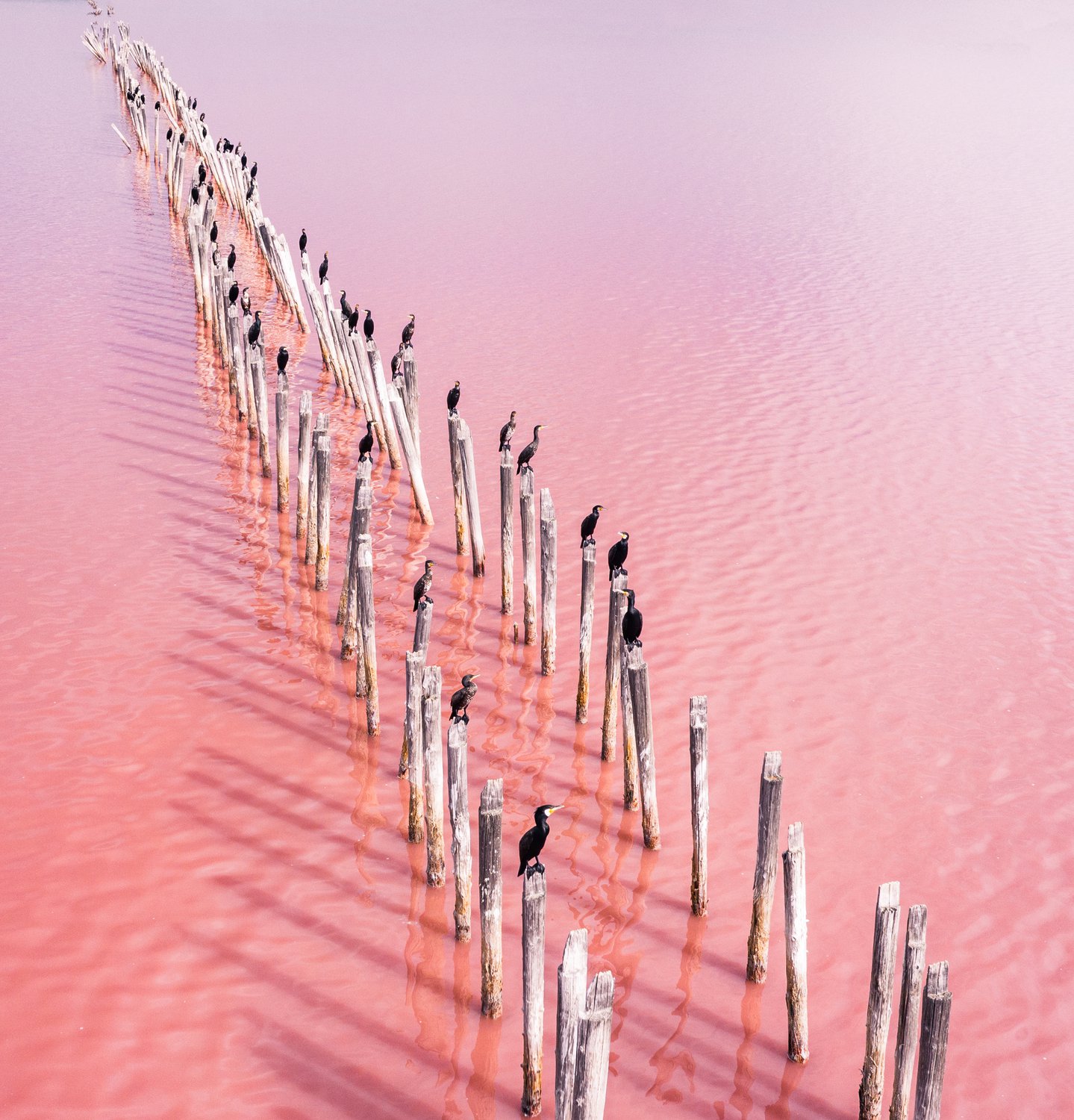 розовое озеро в крыму сиваш