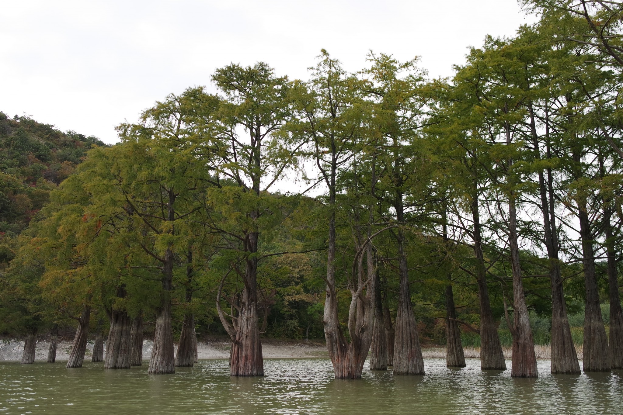 Озеро Сукко болотные кипарисы