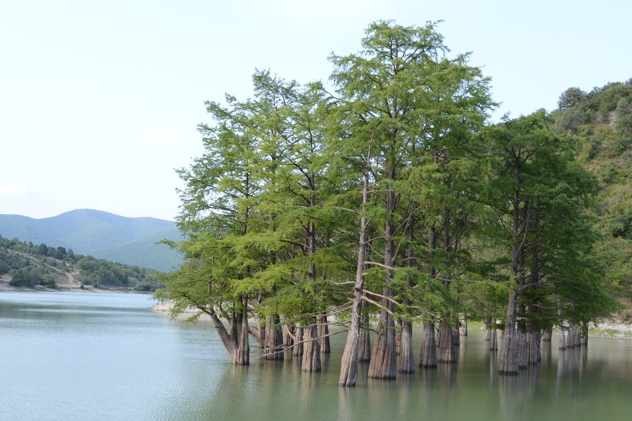 Анапа озеро с кипарисами