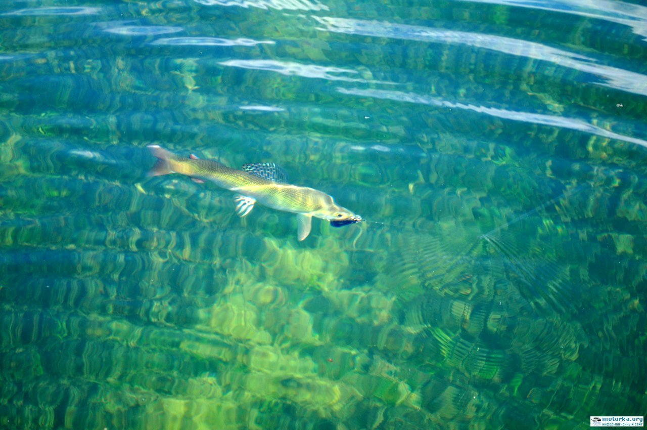 какая рыба водится в озере байкал названия