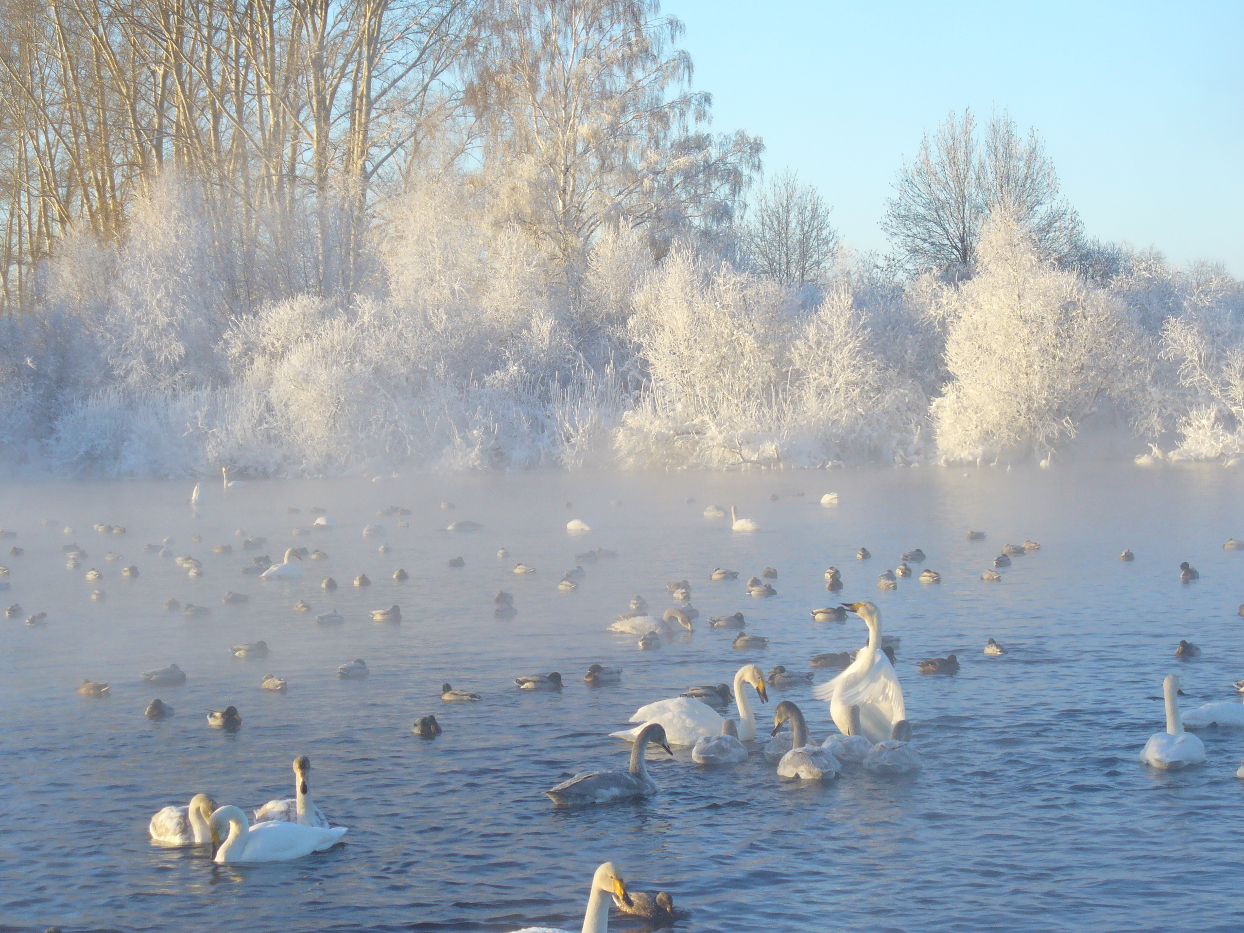 Озеро лебедей в алтайском крае