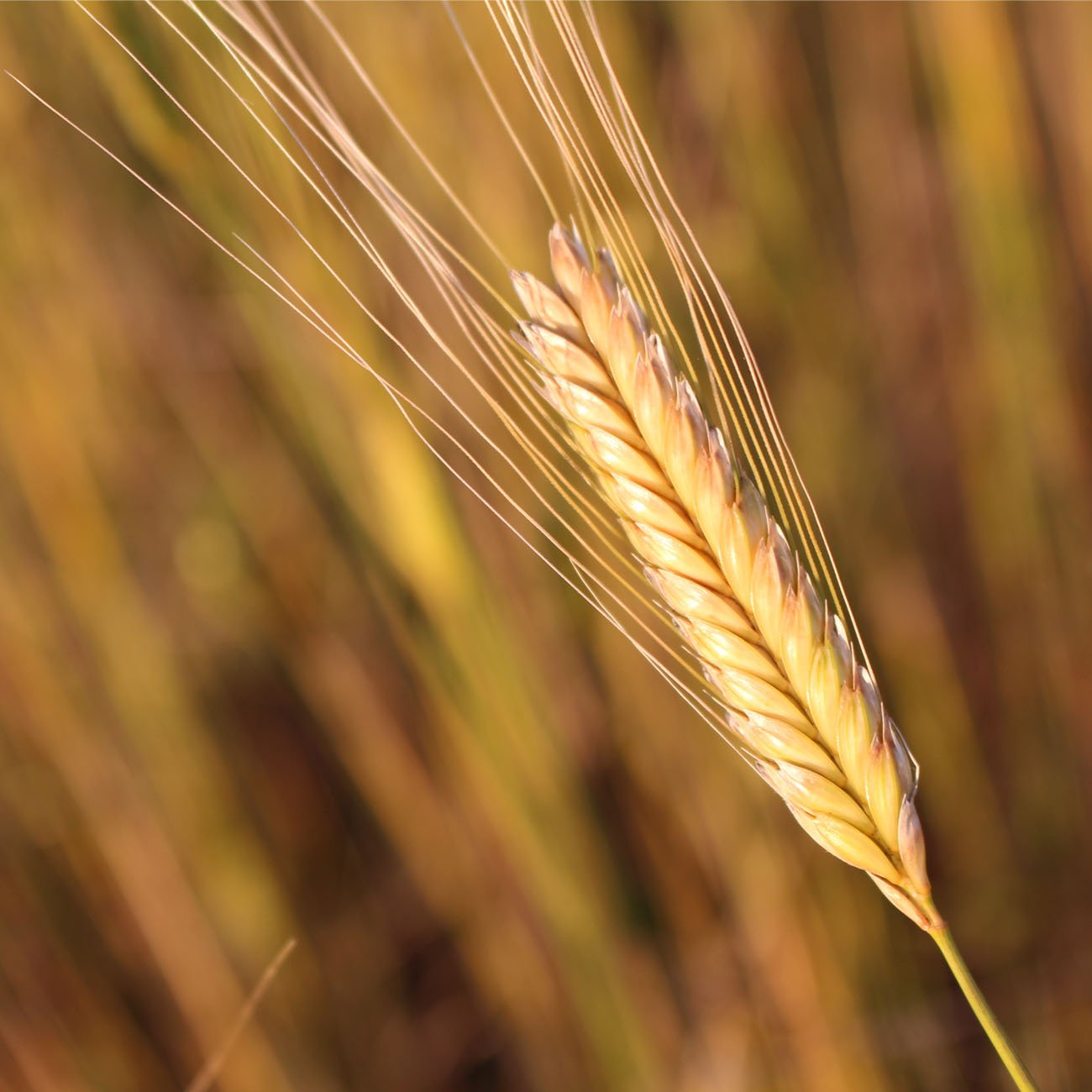 Полба двузернянка пшеница