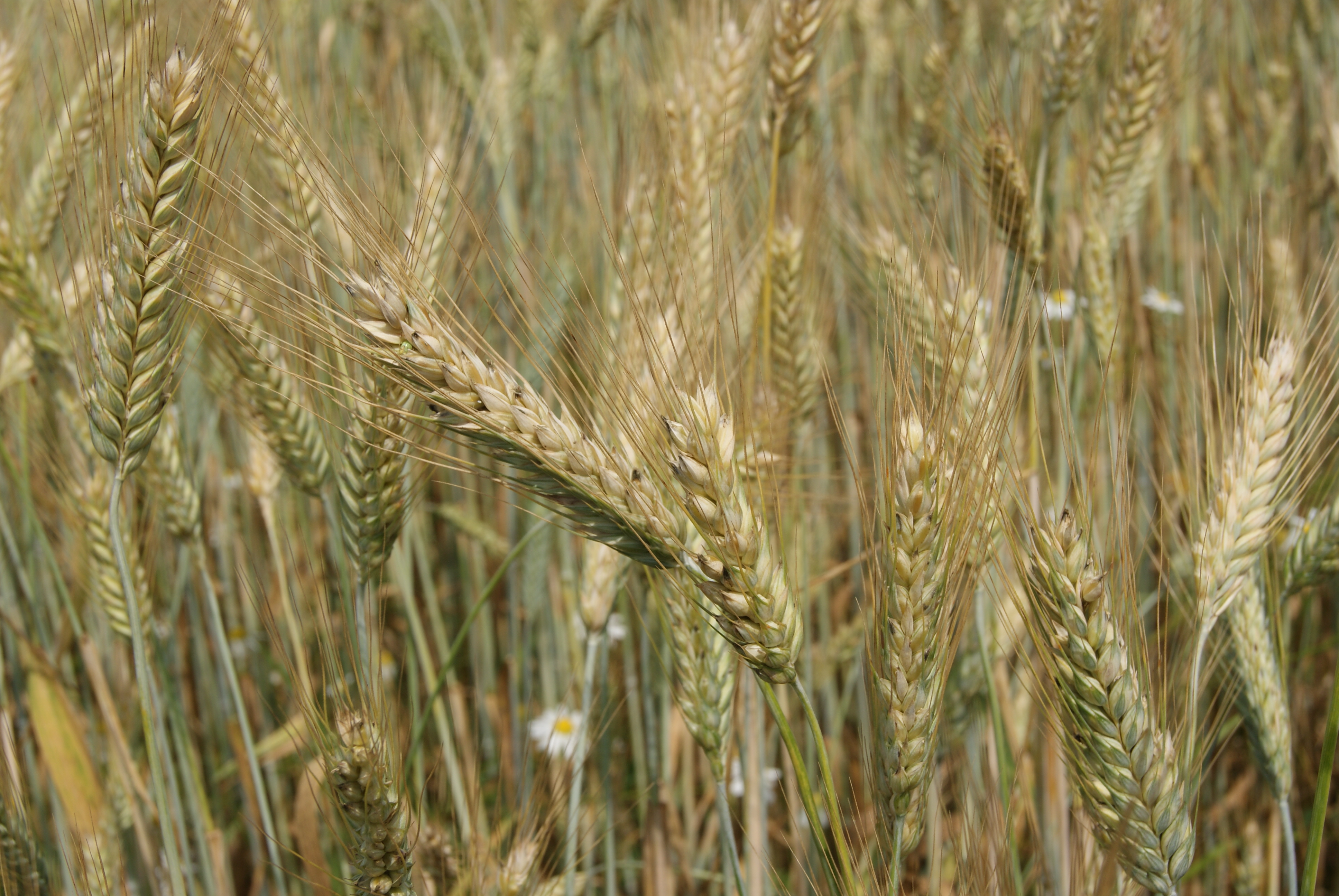 Полба двузернянка пшеница