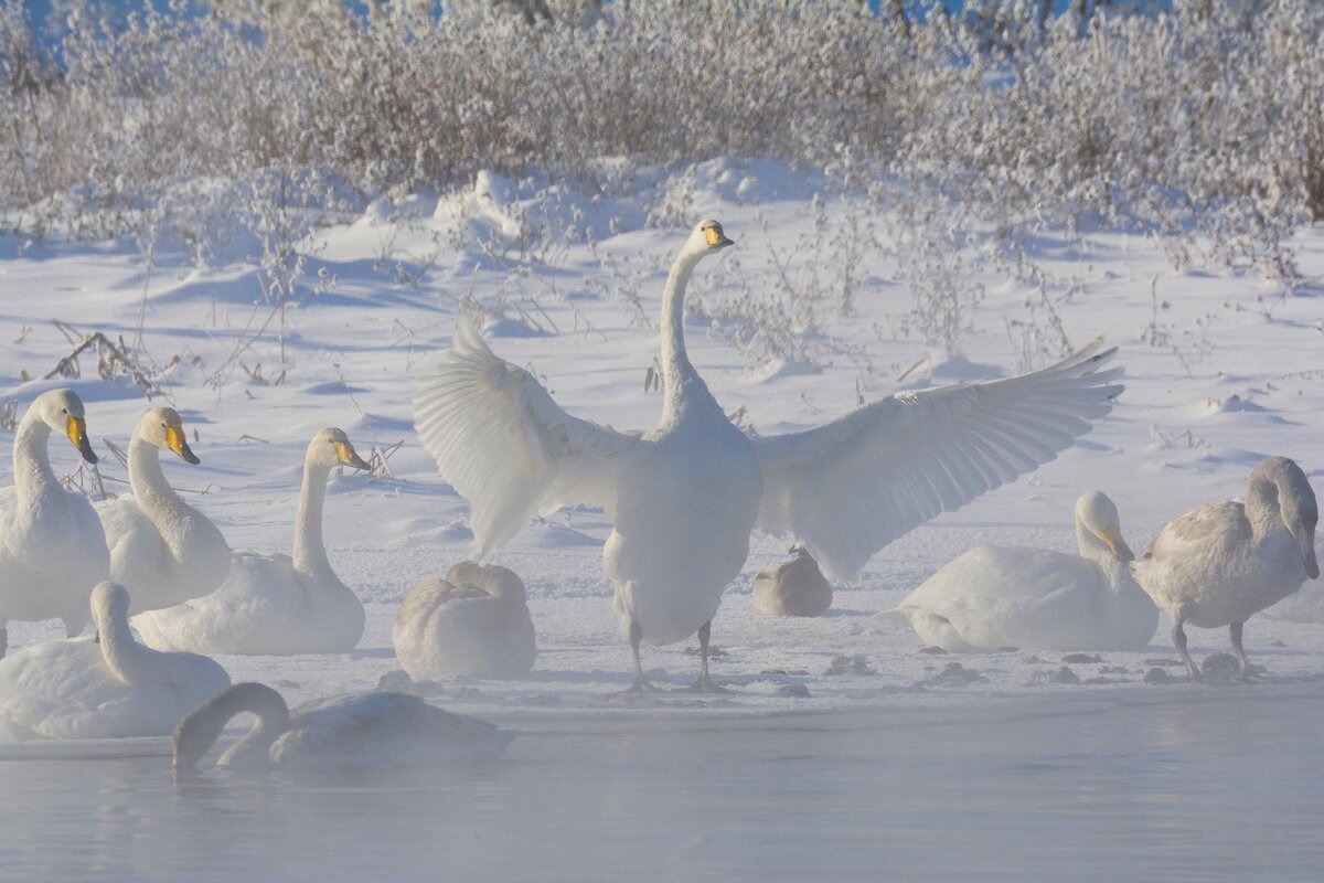 Озеро лебедей в алтайском крае