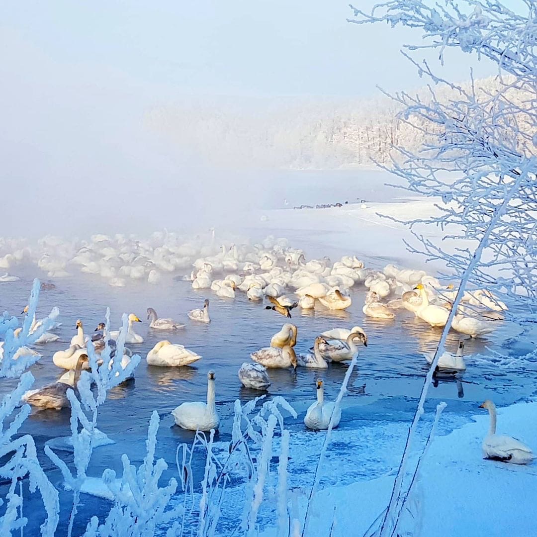 Лебединое озеро Алтай зимой