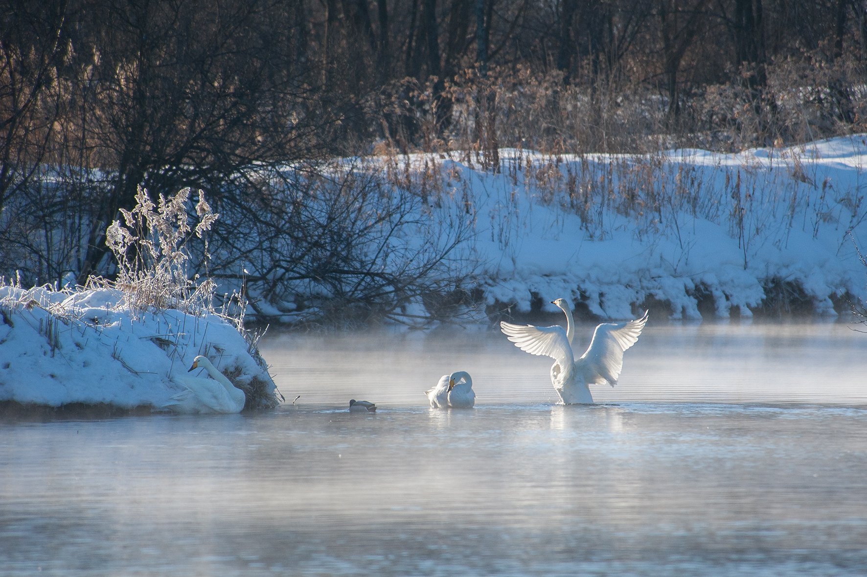 Лебединое озеро февраль. Лебединый заказник Белокуриха. Лебединое озеро Алтай. Лебединое озеро светлое Алтайский край. Лебединое озеро Алтай зимой.