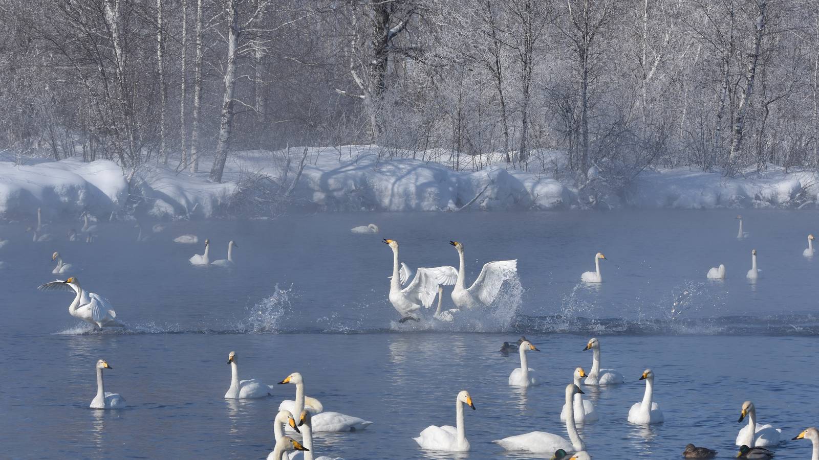 Лебединое озеро птицы Россия