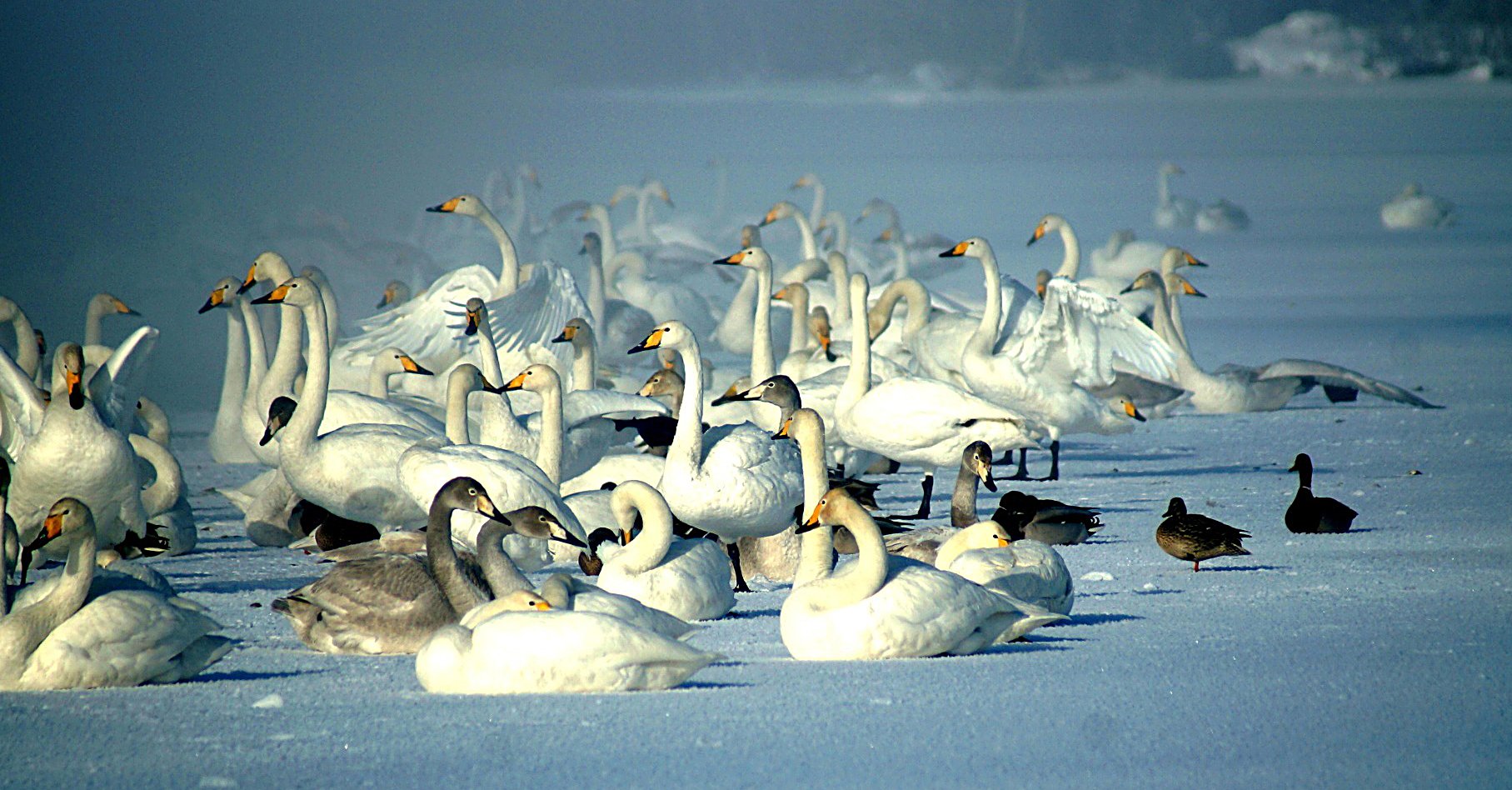 Лебединое озеро Дальний Восток зимой