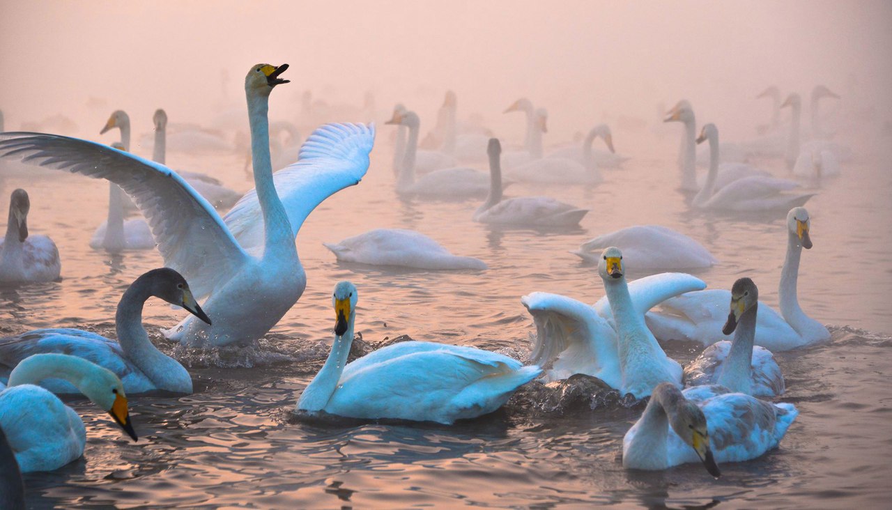 Озеро с лебедями на алтае