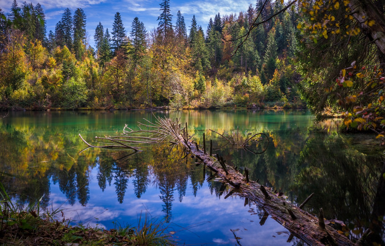 Обои озеро в лесу