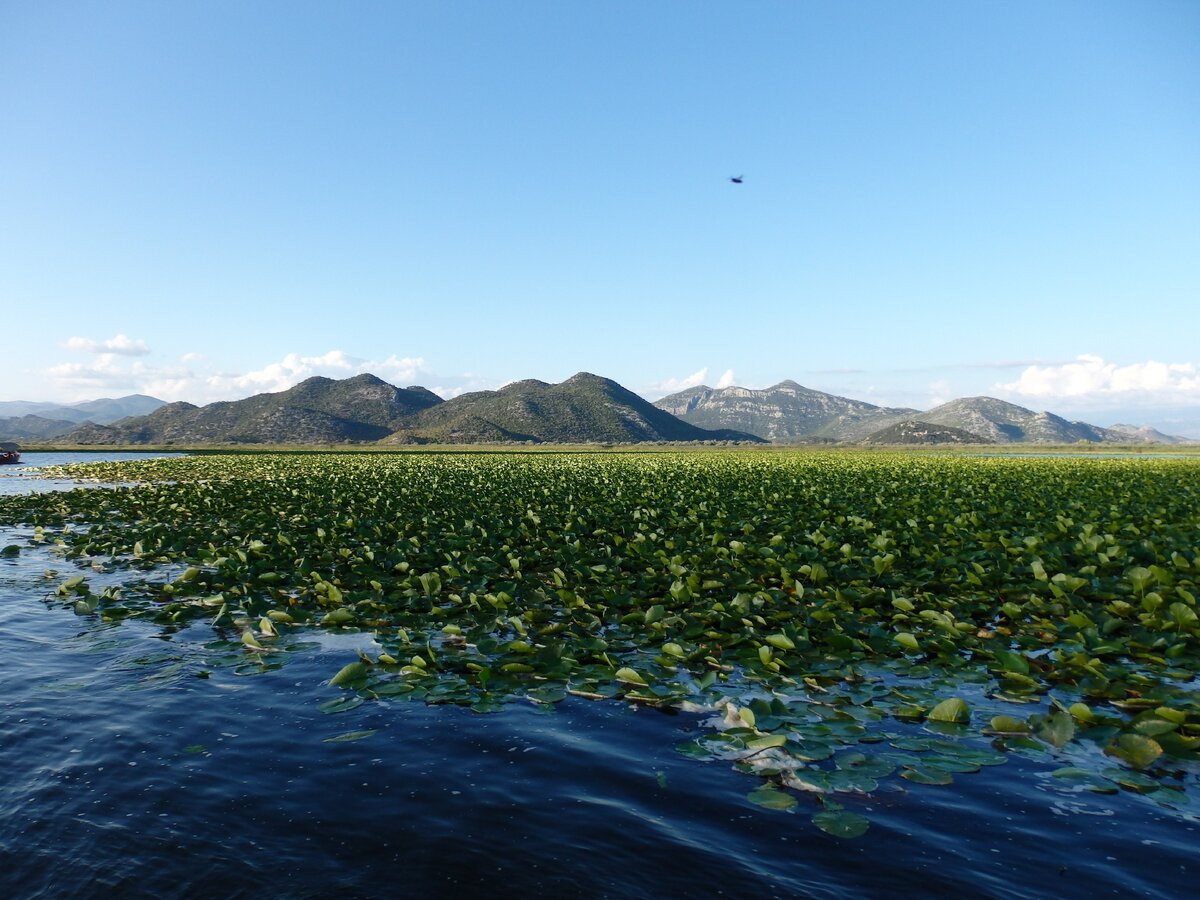 скадарское озеро черногория