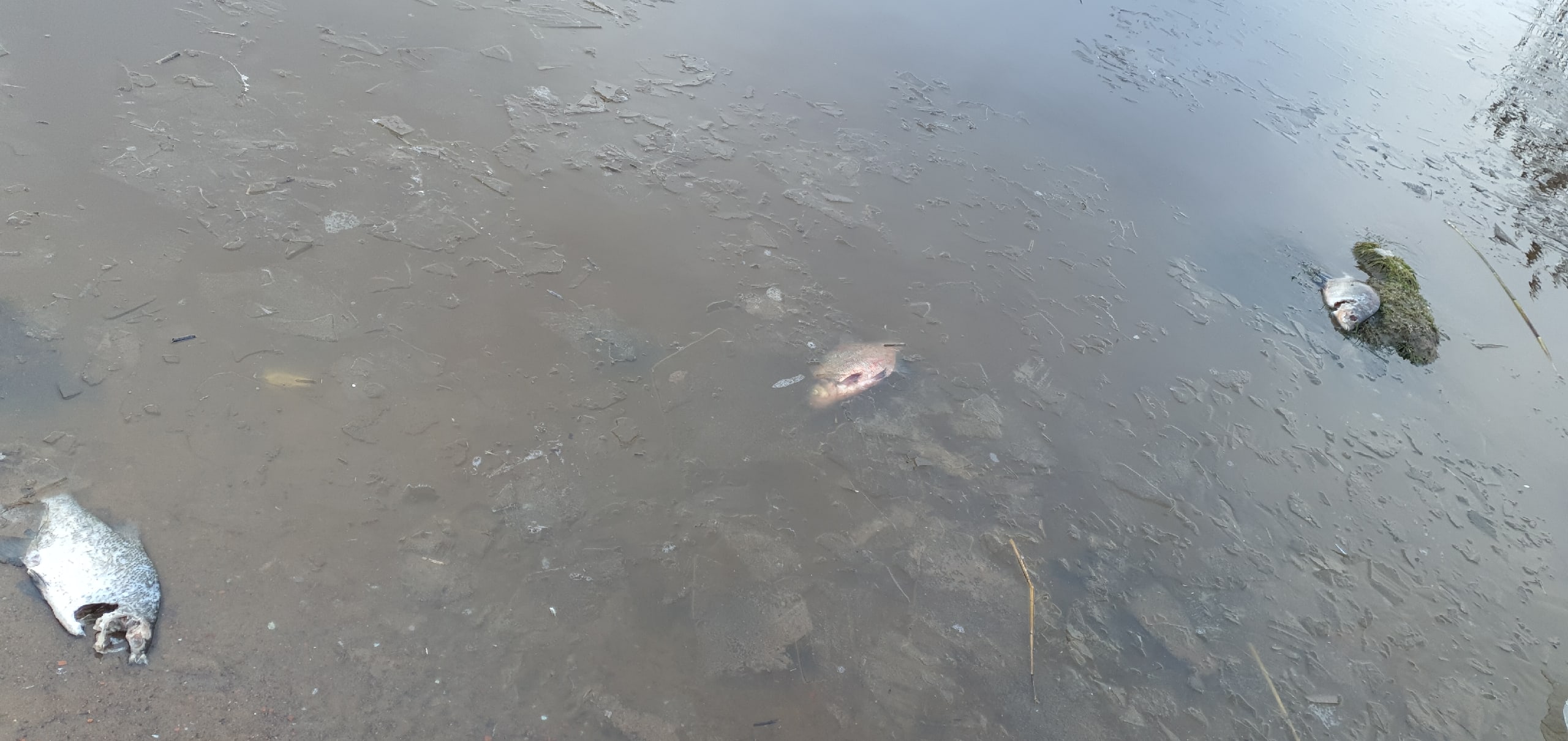Озеро Лахтинский разлив рыбалка