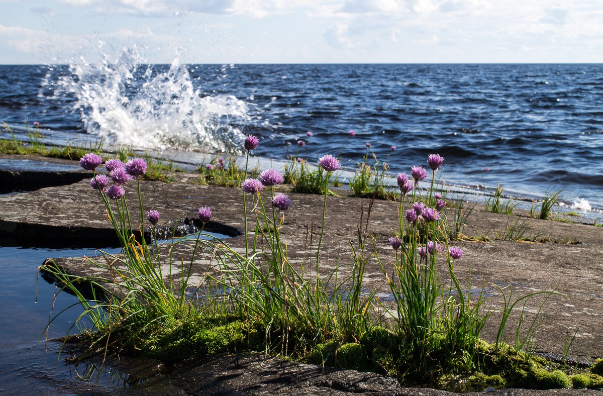Онежское озеро егэ. Растительный мир Онежского озера. Онежское озеро летом.