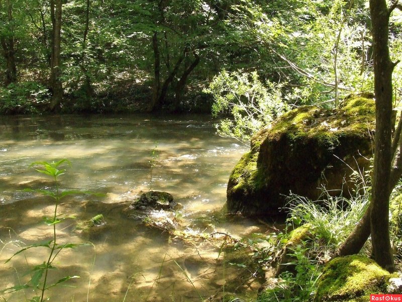 Река черная Севастополь животные и растения