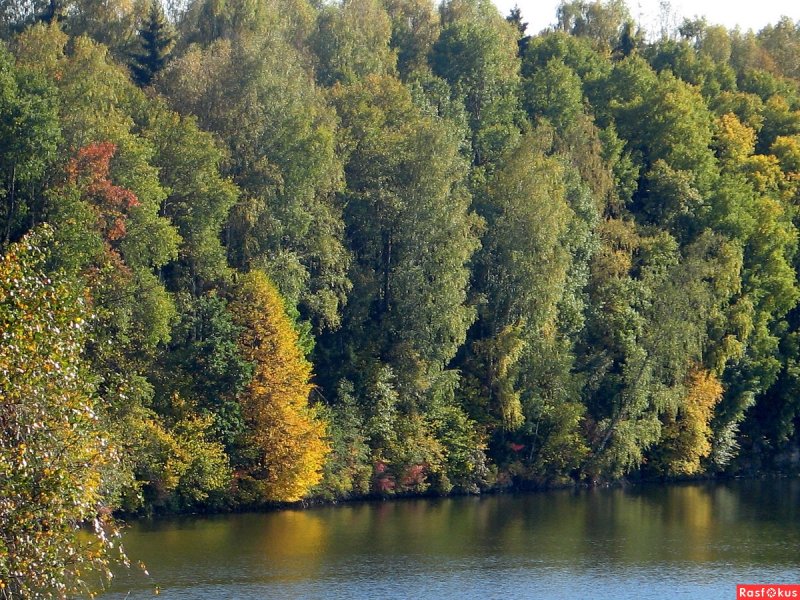 Любительские фото леса у реки в октябре