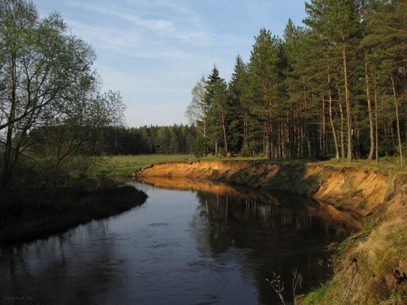 Неман Беларусь река сосны
