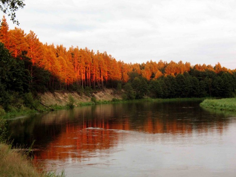 Неман Беларусь река сосны осень